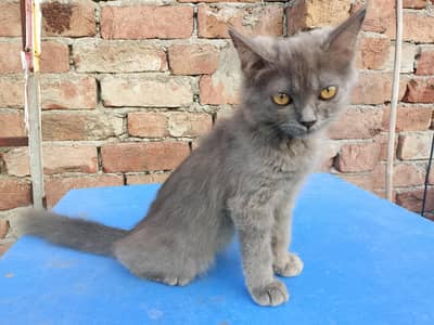 Pure Persian Female Kitten – 11 weeks old