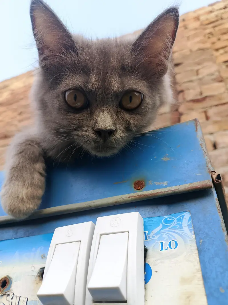 Pure Persian Female Kitten – 11 weeks old — photo 2