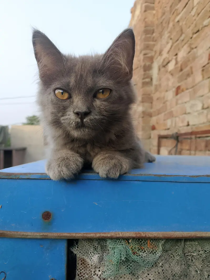 Pure Persian Female Kitten – 11 weeks old — photo 3