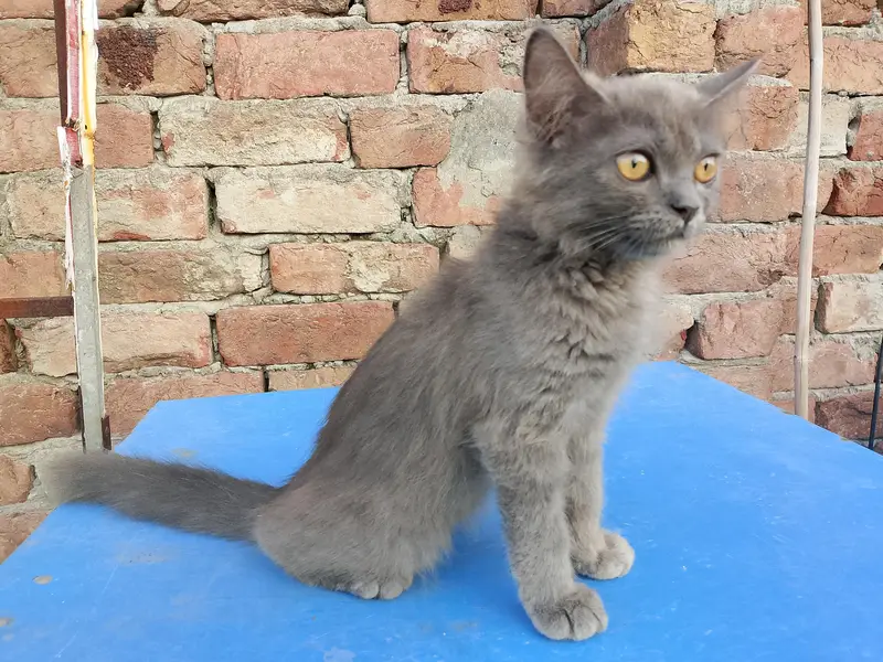 Pure Persian Female Kitten – 11 weeks old — photo 4