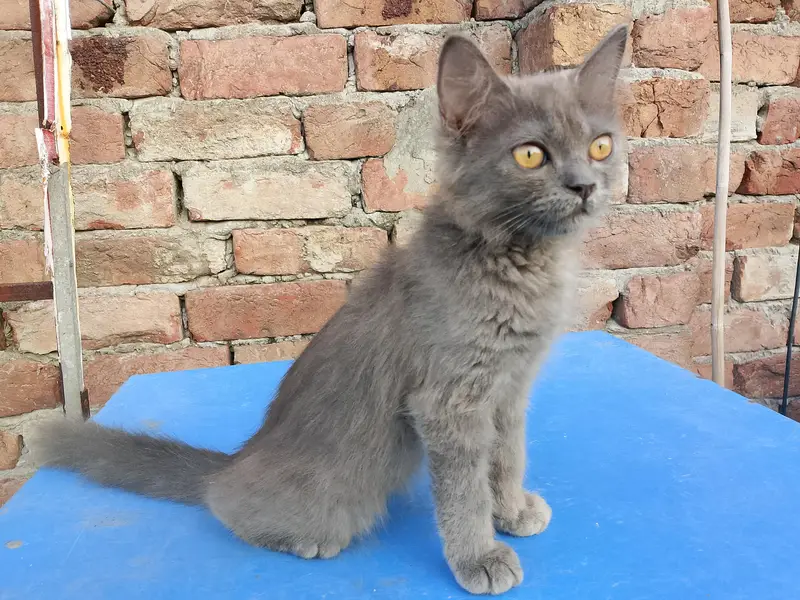 Pure Persian Female Kitten – 11 weeks old — photo 5