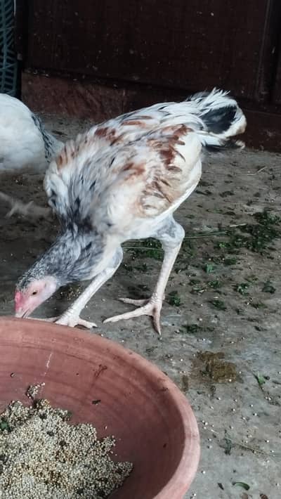Aseel patha murgha available in good price.