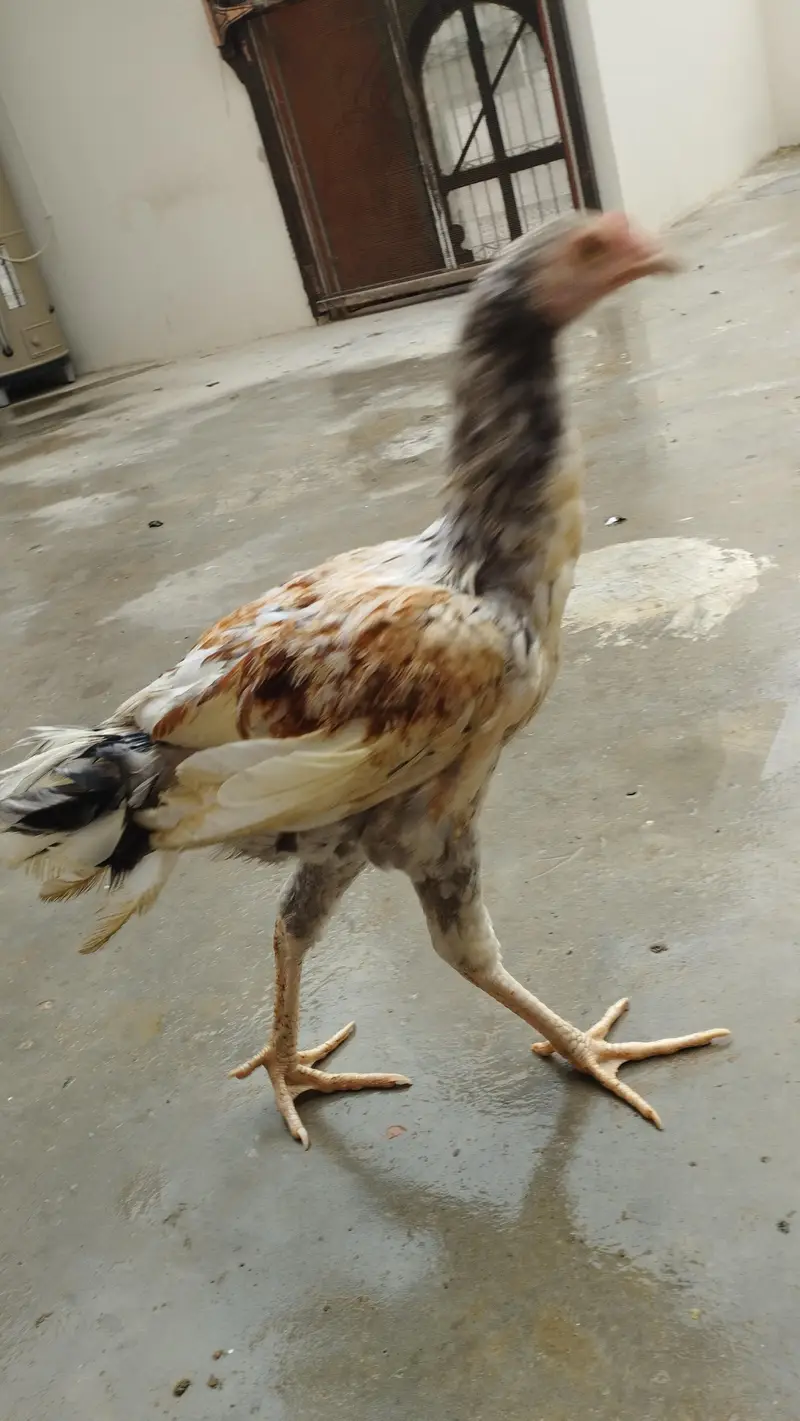 Aseel patha murgha available in good price. — photo 4