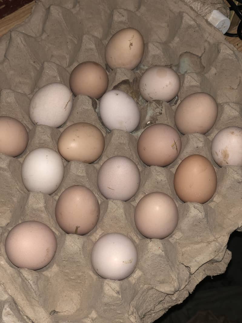 desi eggs 2