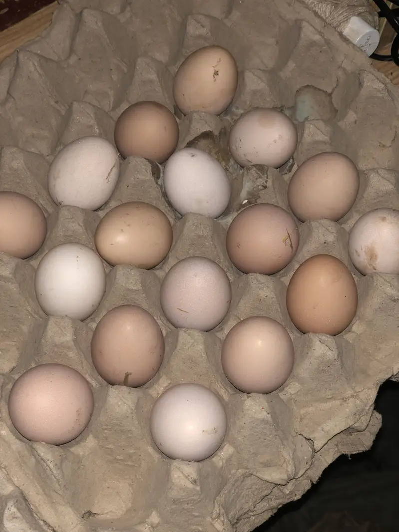 Stater  desi eggs available — photo 3