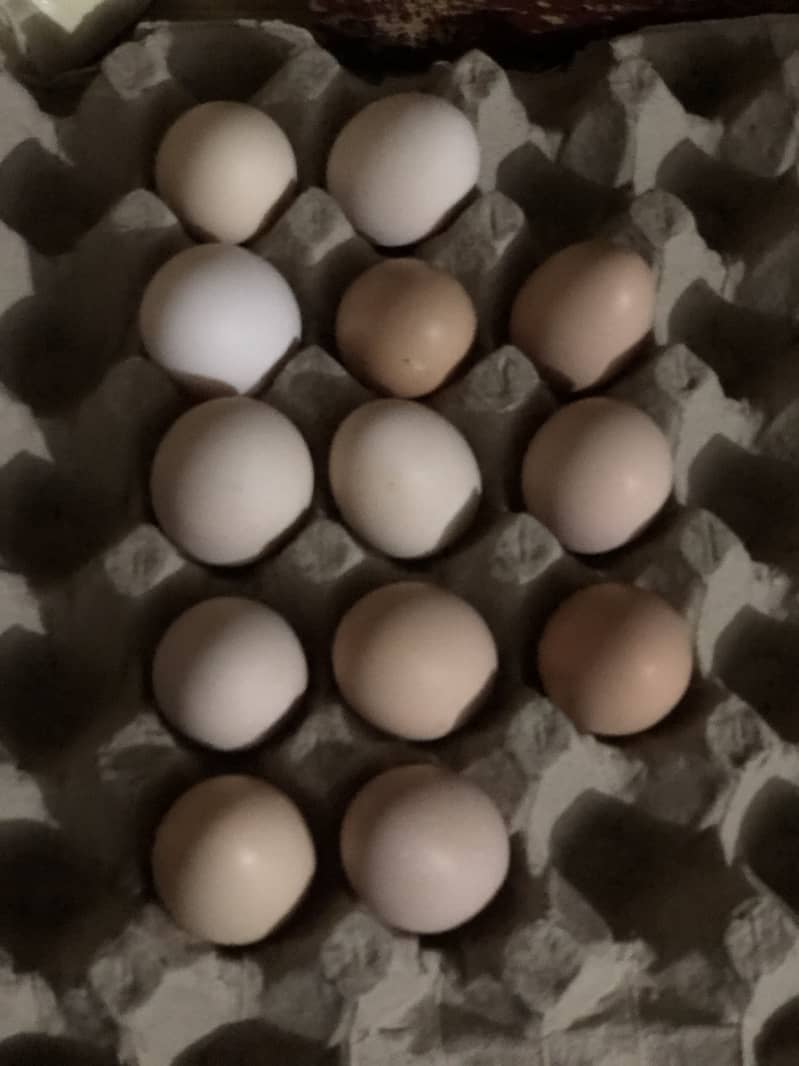desi eggs 3