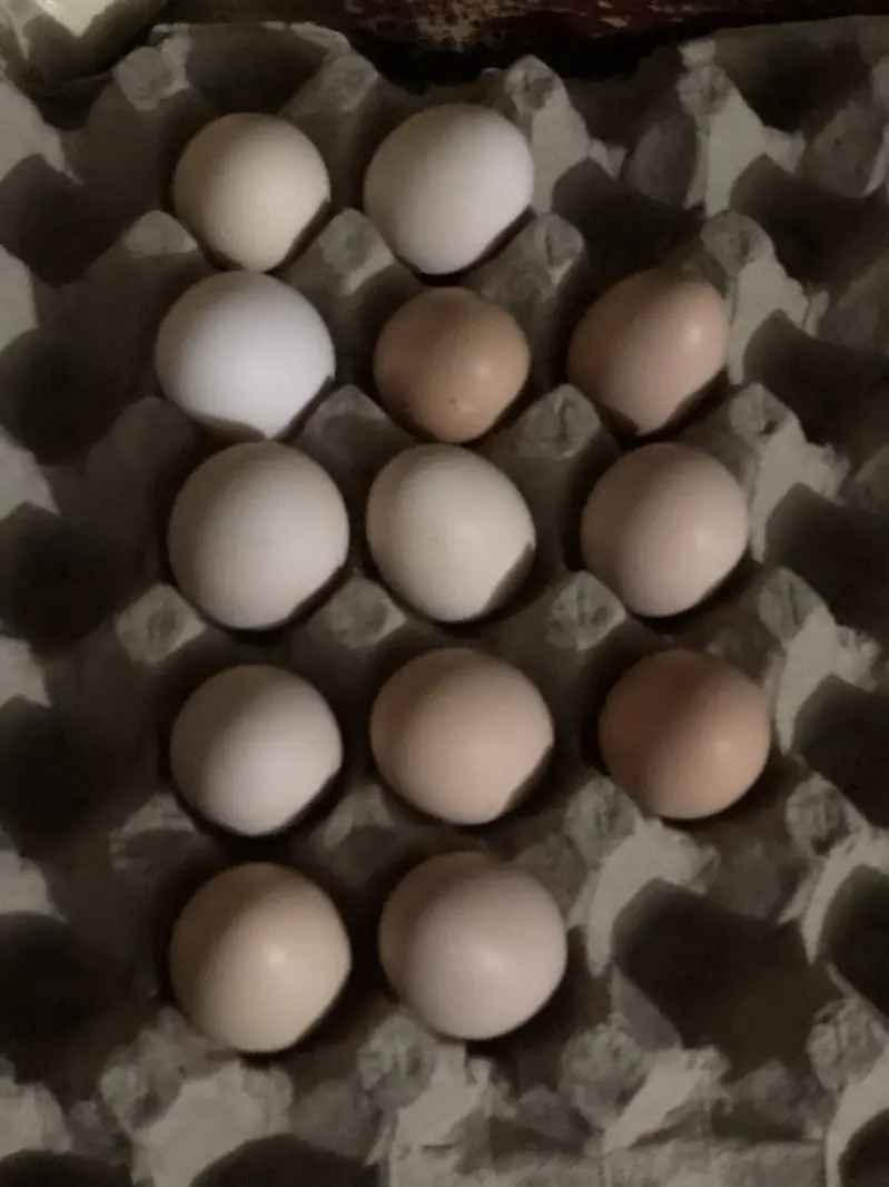 Stater  desi eggs available — photo 4