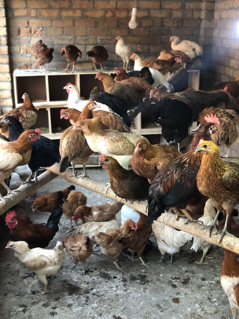 desi eggs 4