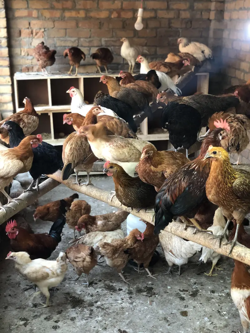 Stater  desi eggs available — photo 5