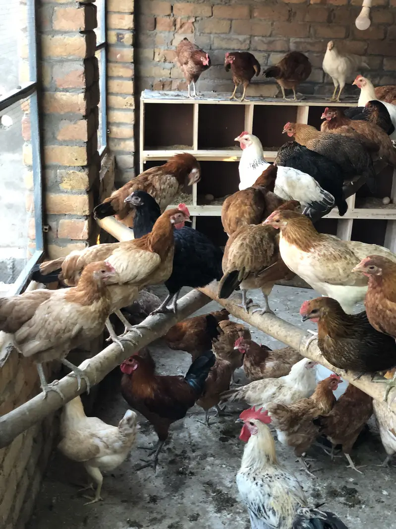Stater  desi eggs available — photo 7