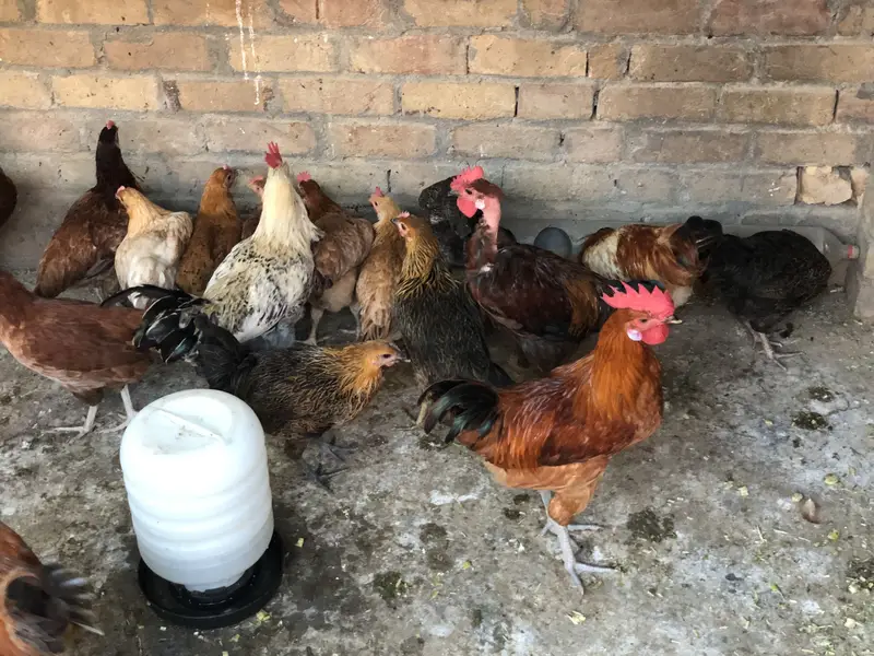 Stater  desi eggs available — photo 9