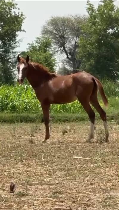 brand mix Vacheri for sale