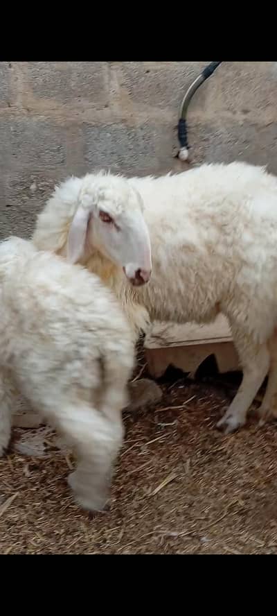sheep