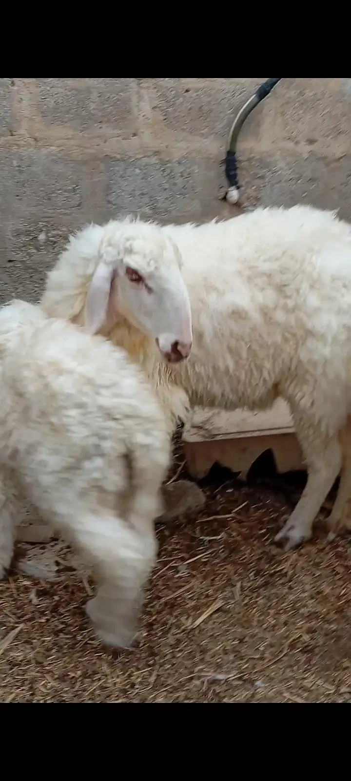 sheep — photo 2