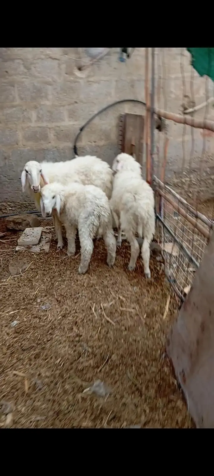 sheep — photo 3