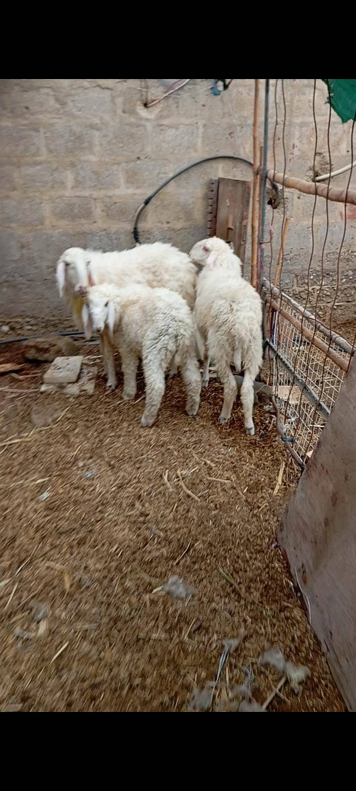 sheep 3