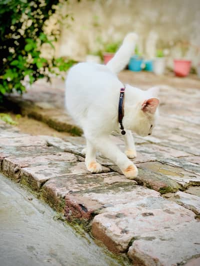 Male Cat