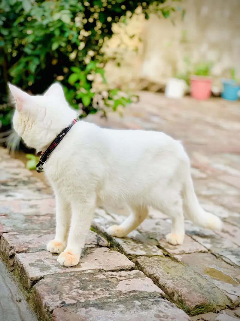 Male Cat — photo 2
