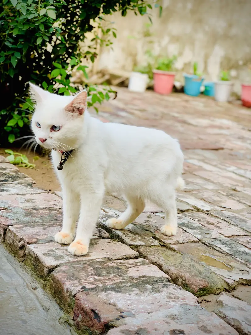 Male Cat — photo 3