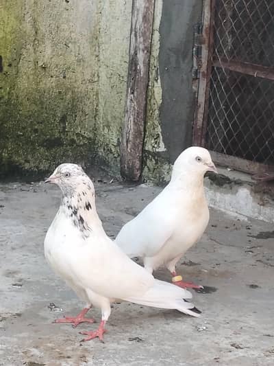 high quality breeder pair with 2 chicks