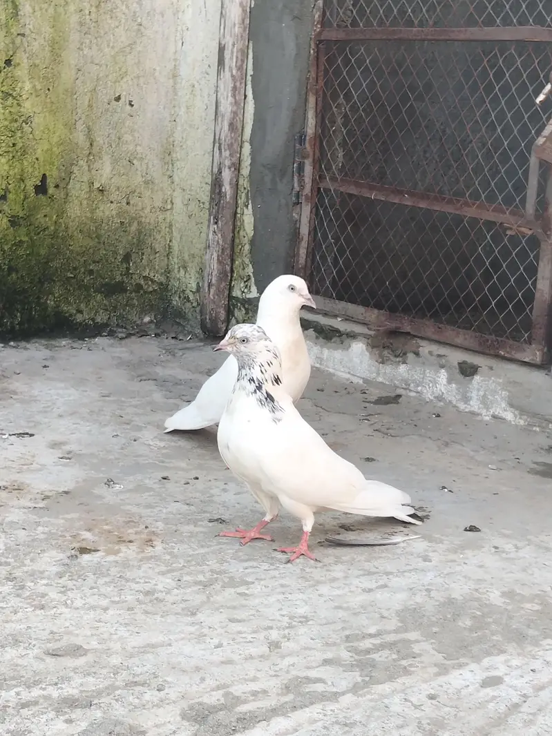 high quality breeder pair with 2 chicks — photo 2