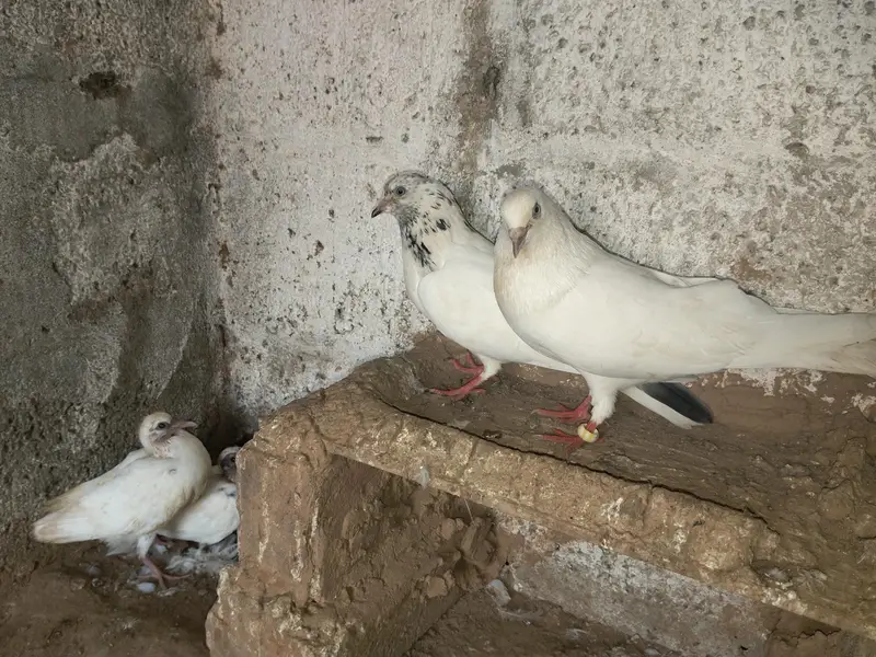 high quality breeder pair with 2 chicks — photo 3
