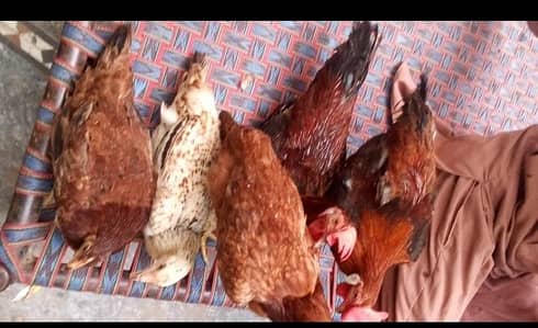 5 Golden Misri 6 month for sale urgent