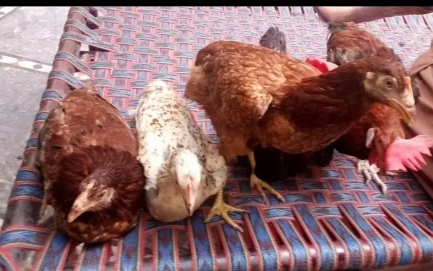 5 Golden Misri 6 month for sale urgent — photo 2