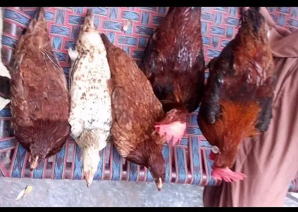 5 Golden Misri 6 month for sale urgent — photo 3