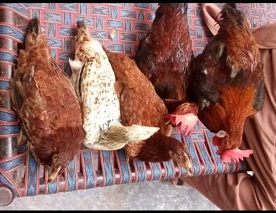 5 Golden Misri 6 month for sale urgent — photo 5