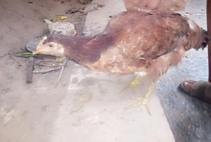 5 Golden Misri 6 month for sale urgent — photo 8