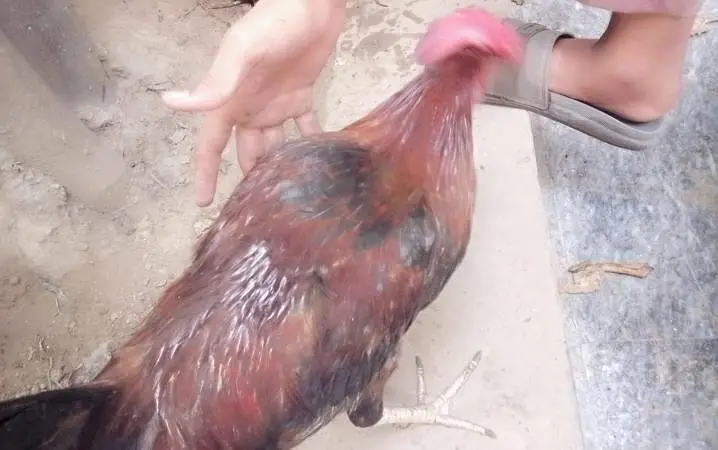 5 Golden Misri 6 month for sale urgent — photo 9