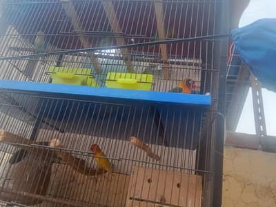 breder pair