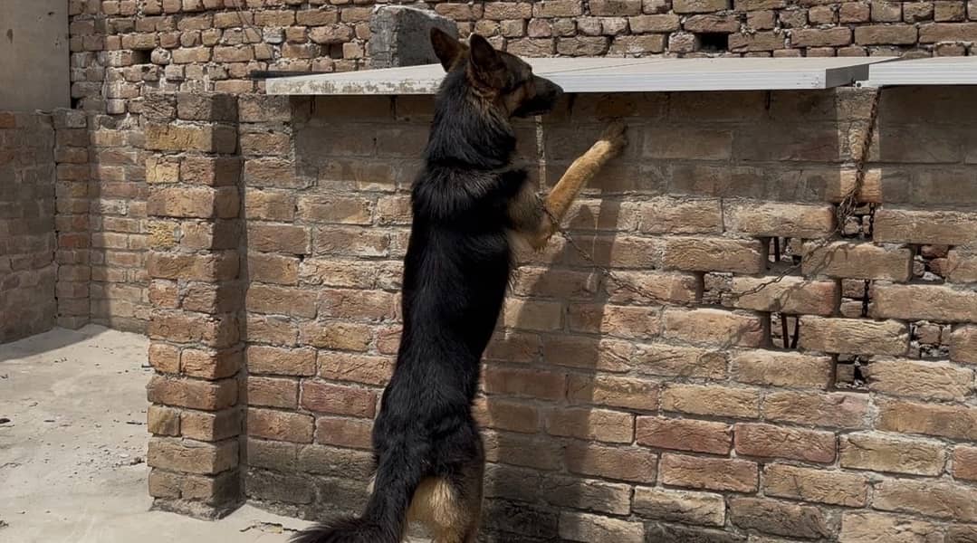 Germen shepherd 0