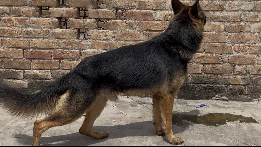Germen shepherd 1