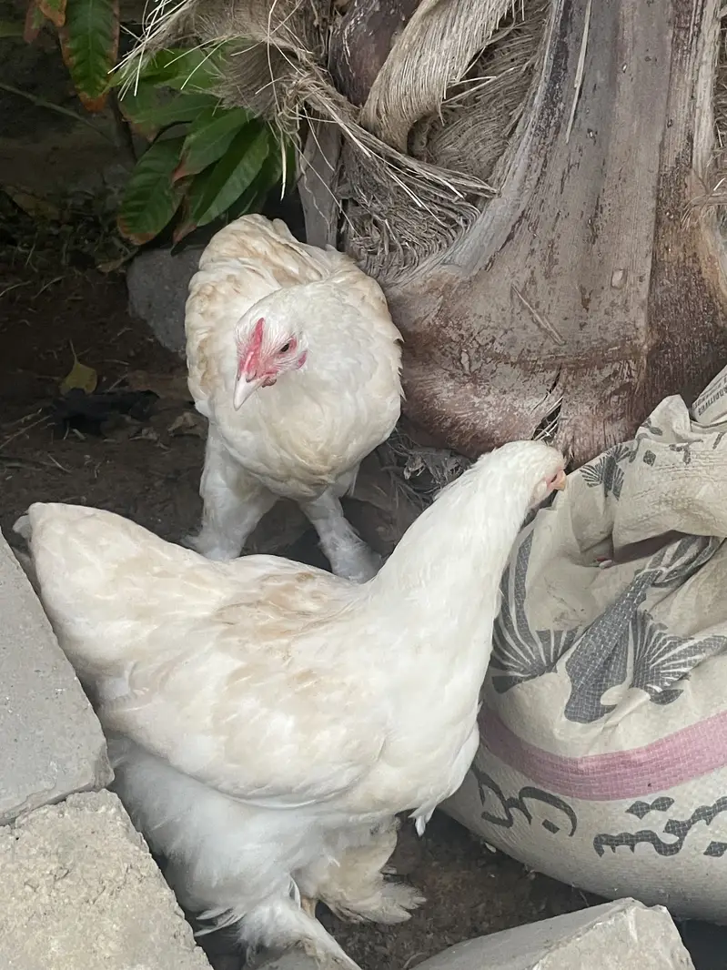 White puff home breed — photo 2
