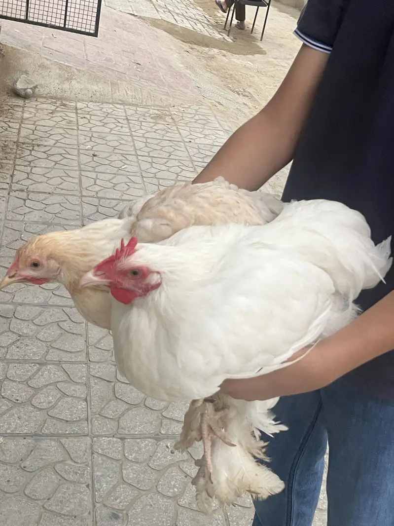 White puff home breed — photo 3