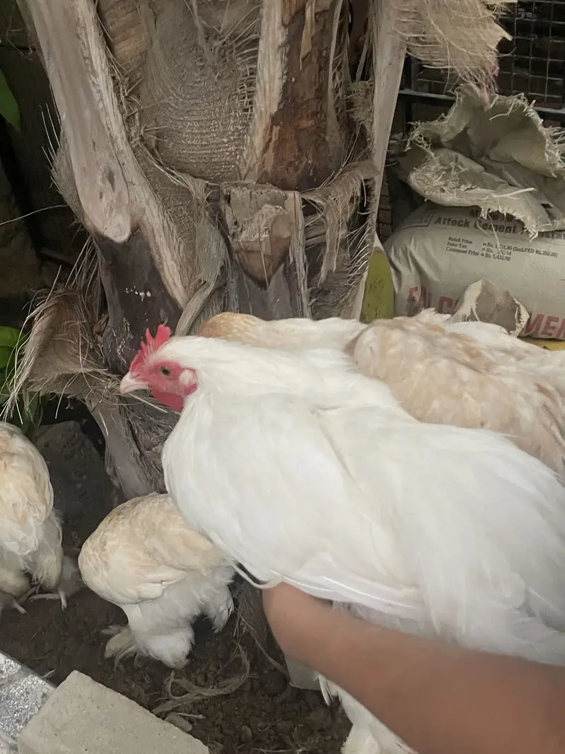 White puff home breed — photo 4