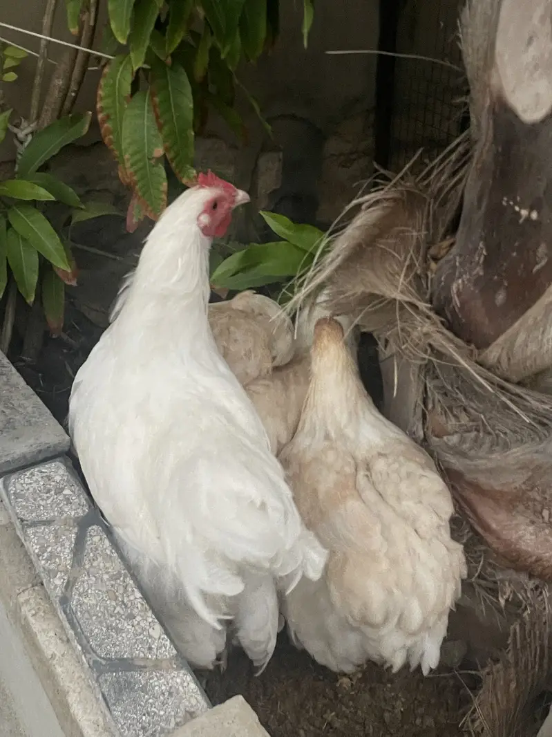 White puff home breed — photo 6