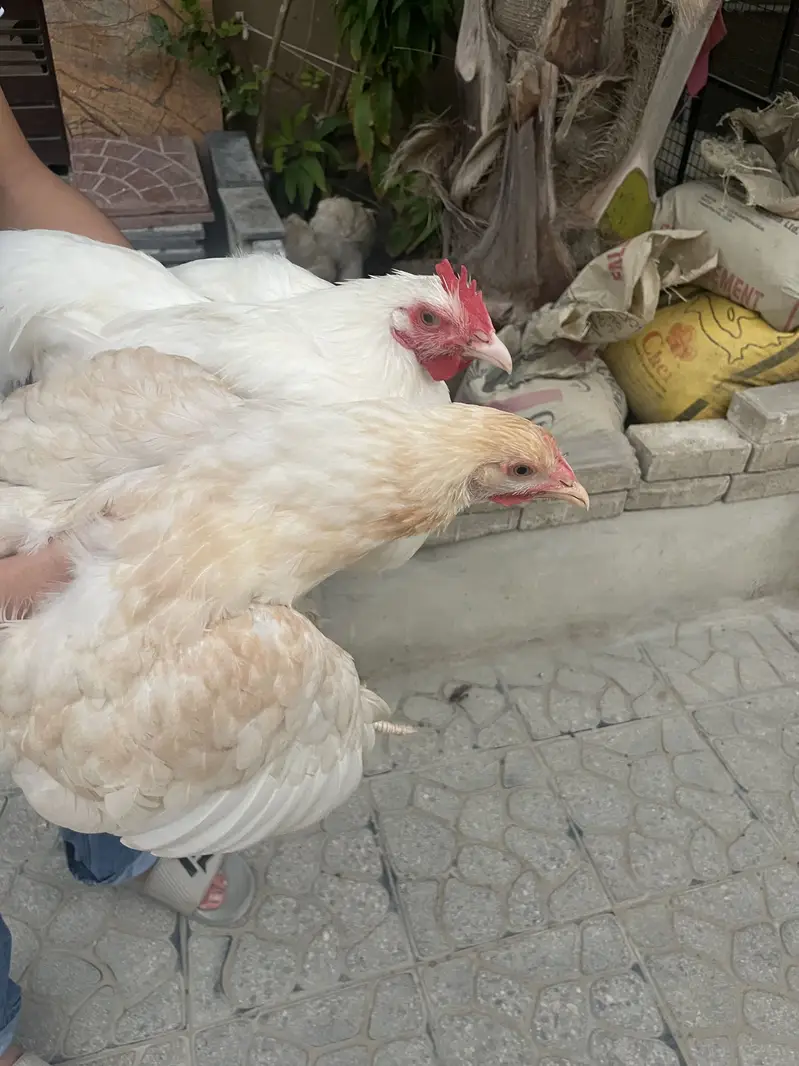 White puff home breed — photo 7