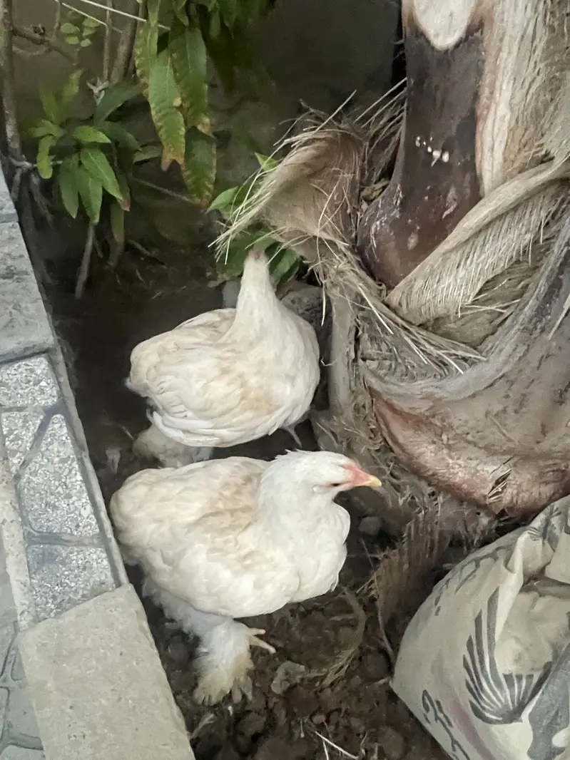 White puff home breed — photo 9