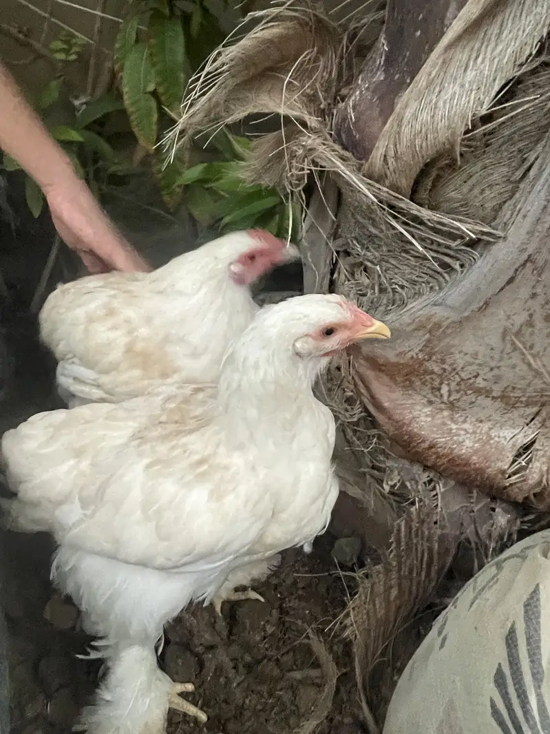 White puff home breed — photo 10