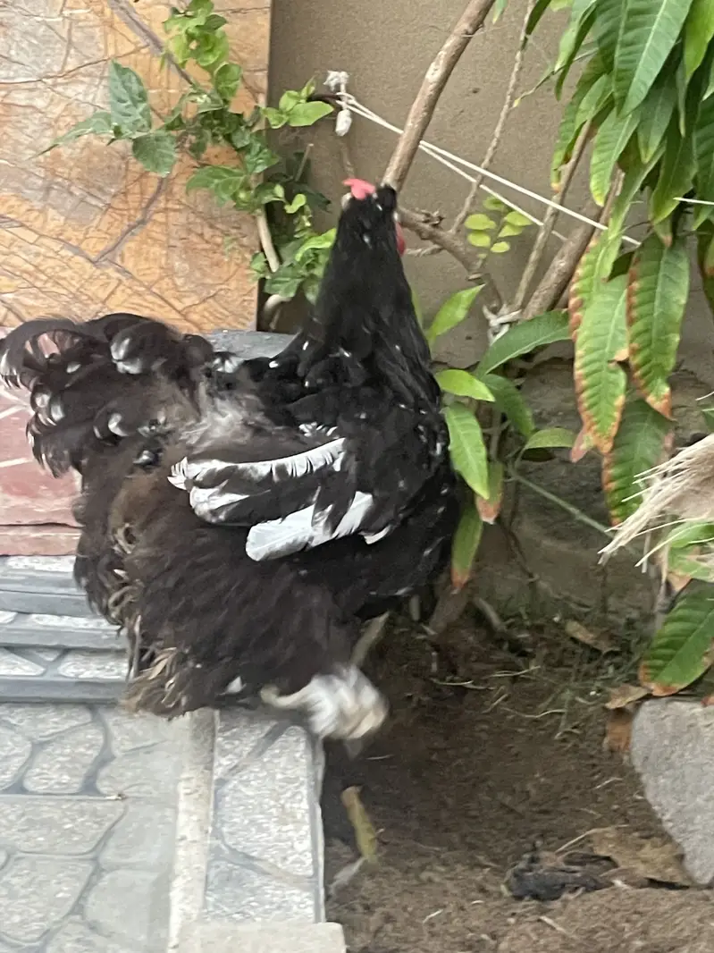 White puff home breed — photo 12