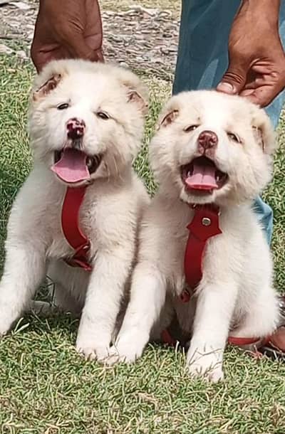 Afghan kuchi Dogs for sale