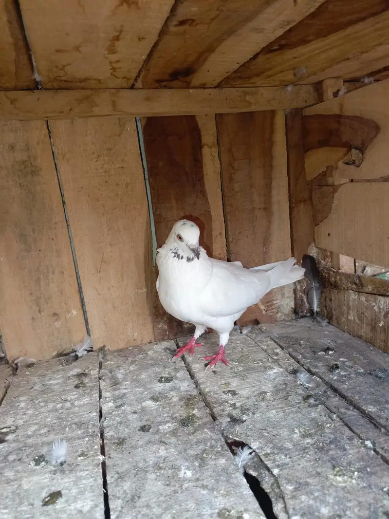 3  Shirazi pigeon — photo 4