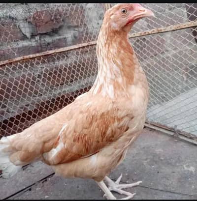 Australian hen top quality pure dasi hen kurak bi hoti ha