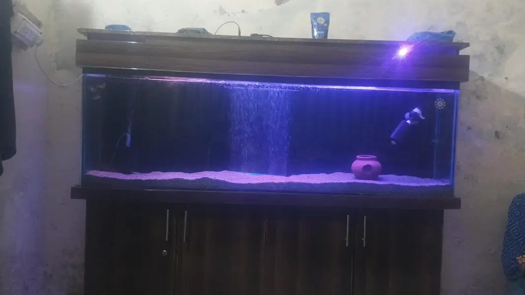 aquarium — photo 10