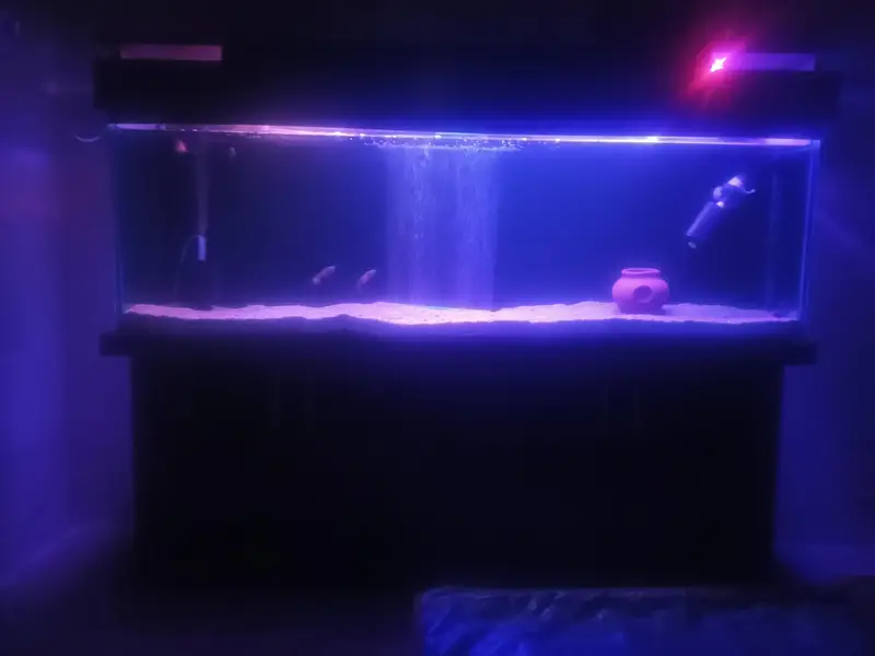aquarium — photo 11