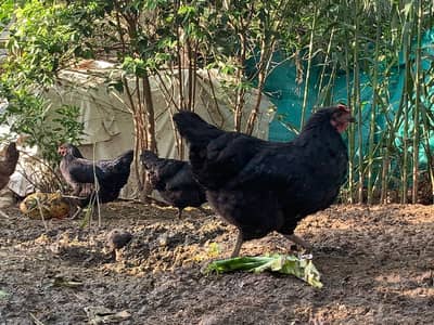 Lohman black + Golden misri