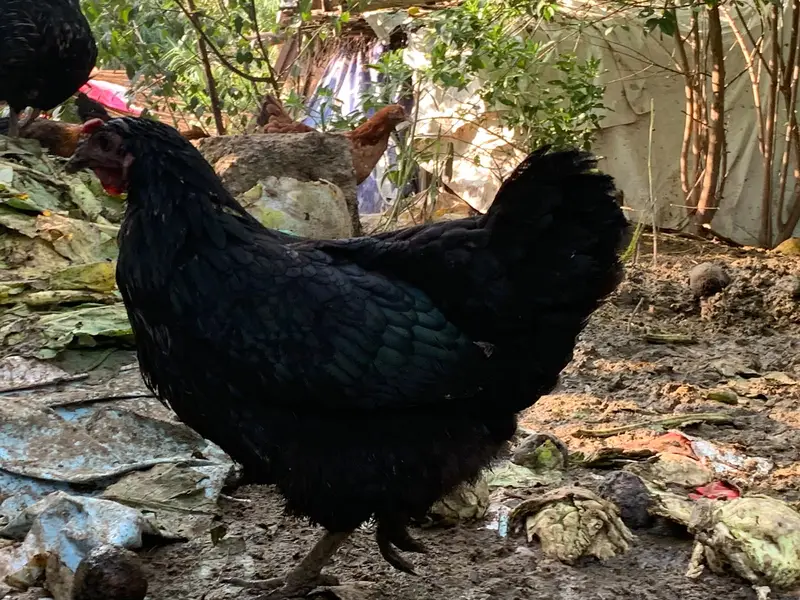 Lohman black + Golden misri — photo 12